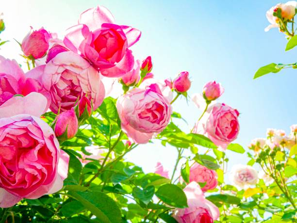 istock Rose Garden on a sunny day 1157467119