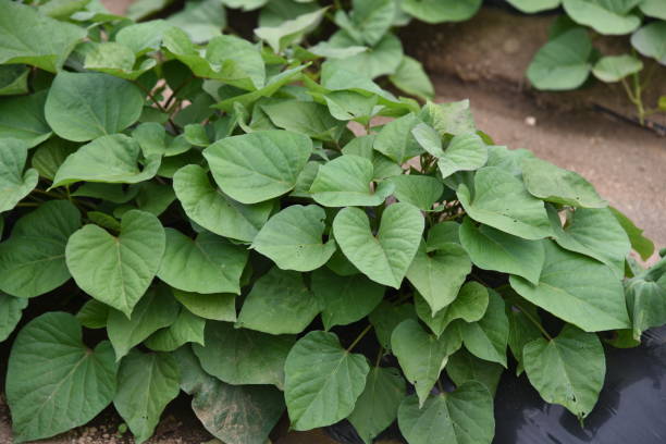 istock Sweet potato cultivation 1157467691