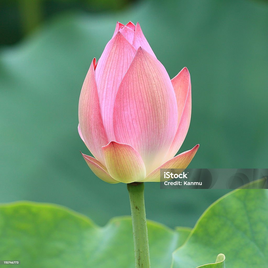 Lotus bud - Foto stock royalty-free di Ambientazione esterna