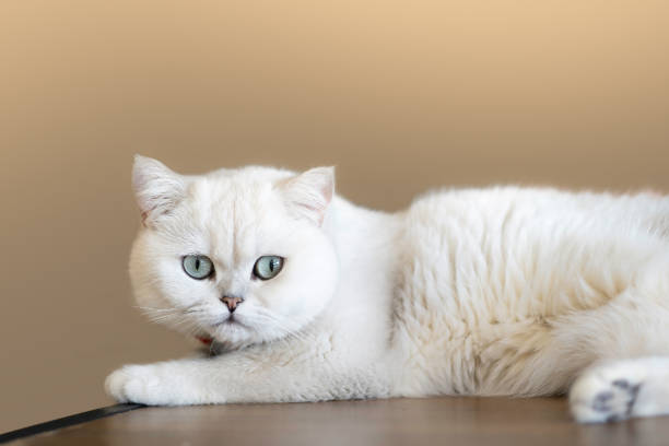 istock white cat is sleeping on a wooden table in the house.soft focus. 1157467761