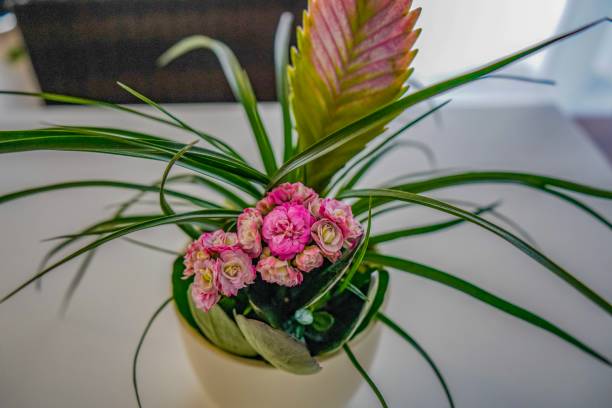 uma planta ou uma flor em casa - hyacinth flower vase daffodil - fotografias e filmes do acervo