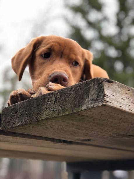 istock Dog is love. 1157467804