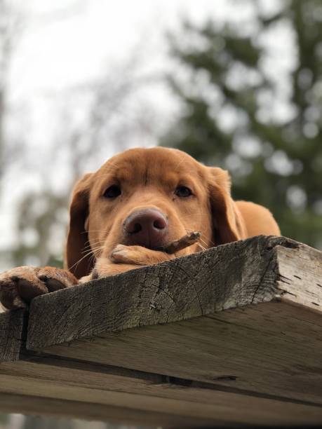istock Dog is love. 1157467808