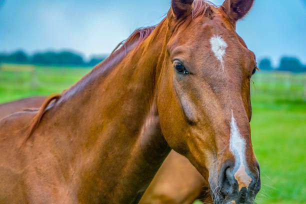 istock A horse on a field in a cloudy weather 1157468540