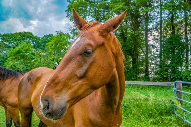 istock A horse on a field in a cloudy weather 1157468545