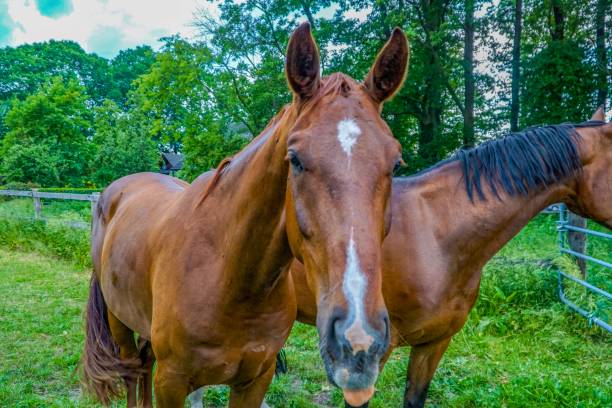 istock A horse on a field in a cloudy weather 1157468553