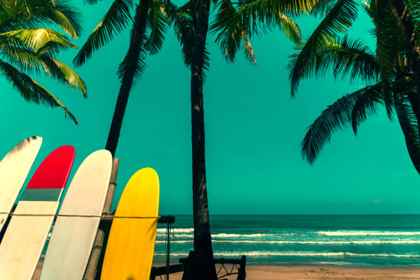 istock Many surfboards beside coconut trees at summer beach with sun light and blue sky background. 1157471304