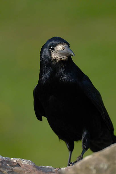 Rook on a Rock stock photo