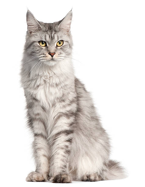 istock Maine Coon, two years old, sitting, white background. 115747353
