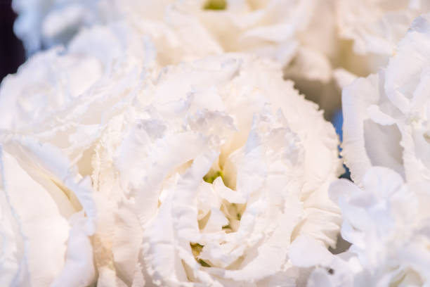 istock Close-up of White Ranunculus 1157474452