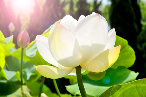 Blossom lotus flower in sunset
