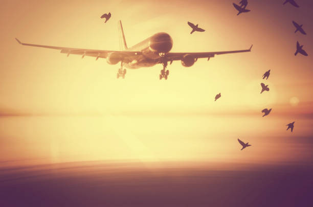 istock Airplane flying over blur tropical beach and sunset sky abstract background. Copy space of business summer vacation and travel adventure concept. Vintage tone filter effect color style. 1157475203