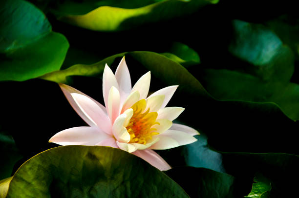 istock Blossom waterlily flowers 1157475227