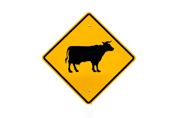 istock Animal or cow traffic sign isolate on white background. Transportation concept. 1157475250