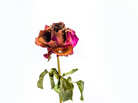 dried rose flower head isolated on white background cutout,  Broken heart