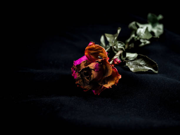 istock dried rose flower head isolated on dark background cutout,  Broken heart 1157476385