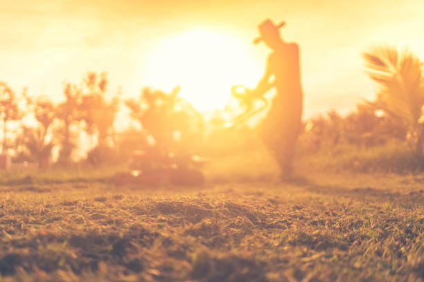 Blur man use lawn mower machine cutting grass in sunset. Vintage tone filter effect color style.