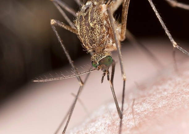 istock Mosquito sucking blood, extreme close-up 115747659