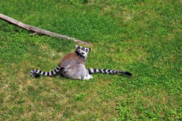 close-up of a single Ring-tailed lemur looking over it`s tail.