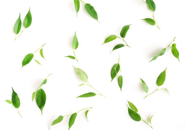 istock Green ficus leaves pattern isolated on white background top view 1157477238