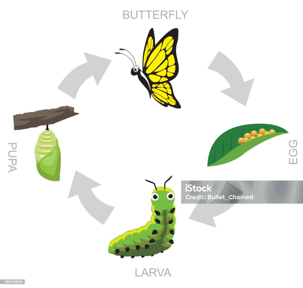 Butterfly Pupa Larva Vòng Đời Vector Minh Họa Nền Hình minh họa Sẵn có -  Tải xuống Hình ảnh Ngay bây giờ - Con bướm, Vòng đời, Côn trùng - iStock