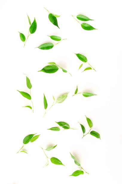 istock Green ficus leaves pattern isolated on white background top view 1157478112
