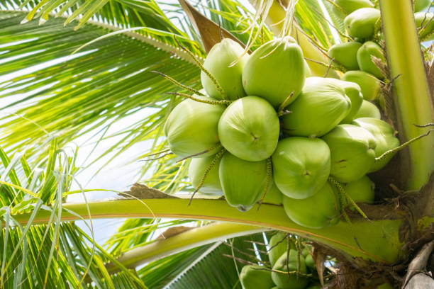 istock Close up coconut fruit on tree. Food and nature environment concept. 1157478289