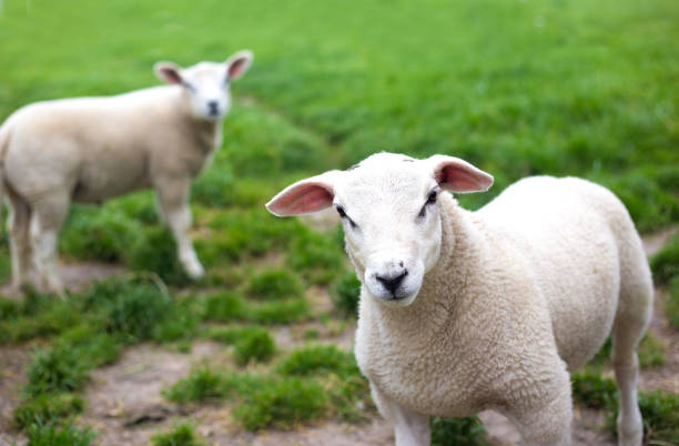 istock Friesland, Netherlands: Two White Lambs in Grassy Field 1157478345