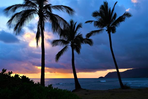 istock Cloudy yet beautiful sunset with palm trees on West side of Oahu, Hawaii 1157478371