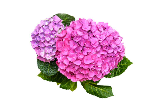 istock Pink purple hydrangea flower in flower pot on white background 1157478405