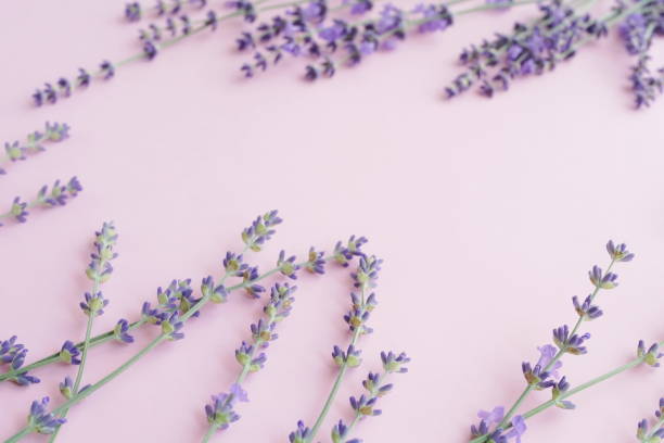 istock Flowers background. Abstract Frame pattern of lavender flowers on pale pink  violet  background. top view. copy space 1157479151