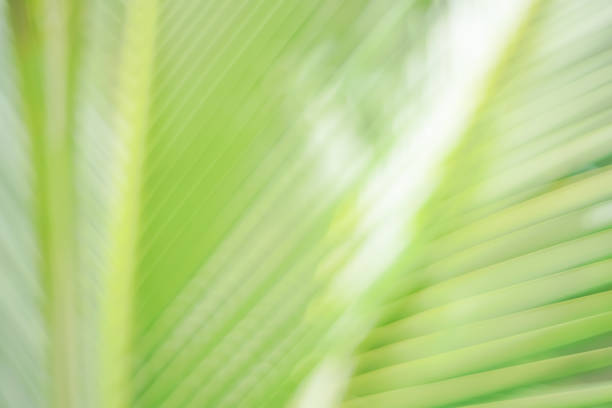 istock Copy space of blur palm leaf tree on blue sky and white clouds with bokeh sun ligth abstract texture background. Ecology and environment concept. Vintage tone filter effect color style. 1157480169