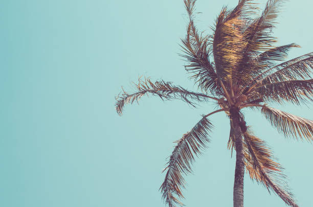 istock Copy space of palm leaf frame on blue sky. Retro color style. 1157481128