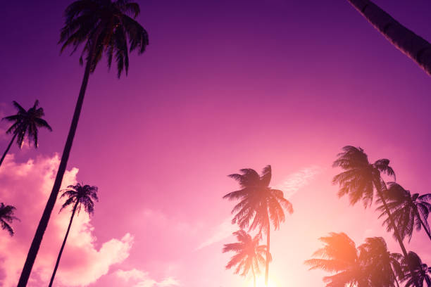 istock Copy space of silhouette tropical palm tree with sun light on sunset sky and cloud abstract background. Summer vacation and nature travel adventure concept. Vintage tone filter effect color style. 1157481137