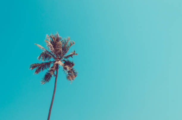 istock Copy space of palm leaf frame on blue sky. Retro color style. 1157481145