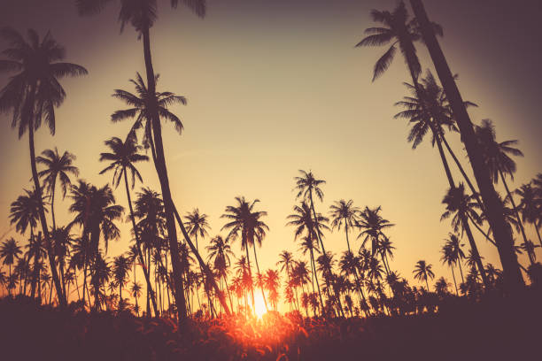 istock Copy space of silhouette tropical palm tree with sun light on sunset sky and cloud abstract background. Summer vacation and nature travel adventure concept. Vintage tone filter effect color style. 1157481189
