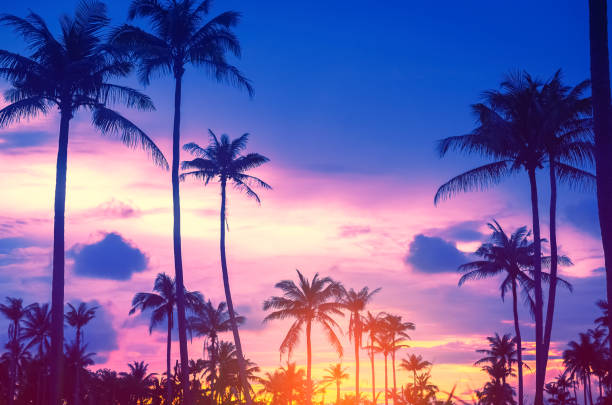 istock Copy space of silhouette tropical palm tree with sun light on sunset sky and cloud abstract background. Summer vacation and nature travel adventure concept. Vintage tone filter effect color style. 1157481201