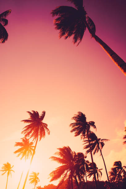 istock Copy space of silhouette tropical palm tree with sun light on sunset sky and cloud abstract background. Summer vacation and nature travel adventure concept. Vintage tone filter effect color style. 1157481246