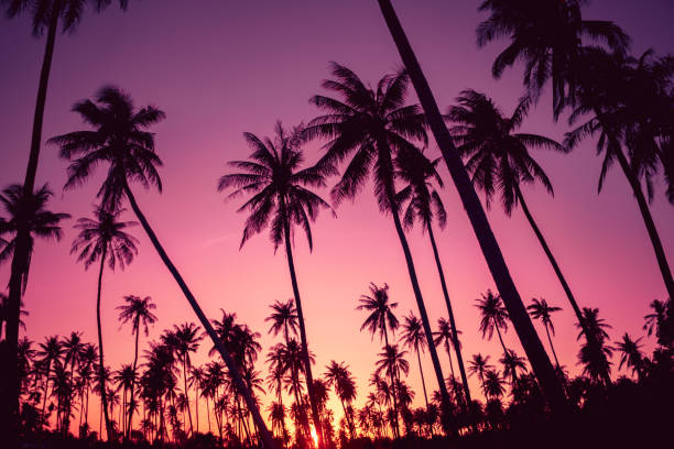 istock Copy space of silhouette tropical palm tree with sun light on sunset sky and cloud abstract background. Summer vacation and nature travel adventure concept. Vintage tone filter effect color style. 1157481252