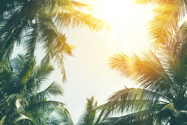 istock Copy space of silhouette tropical palm tree with sun light on sunset sky and cloud abstract background. Summer vacation and nature travel adventure concept. Vintage tone filter effect color style. 1157481254