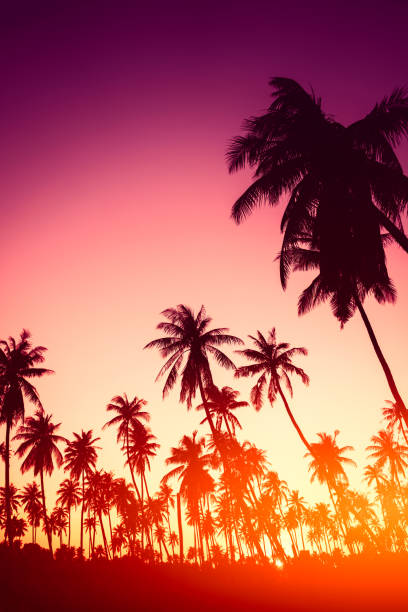istock Copy space of silhouette tropical palm tree with sun light on sunset sky and cloud abstract background. Summer vacation and nature travel adventure concept. Vintage tone filter effect color style. 1157481255