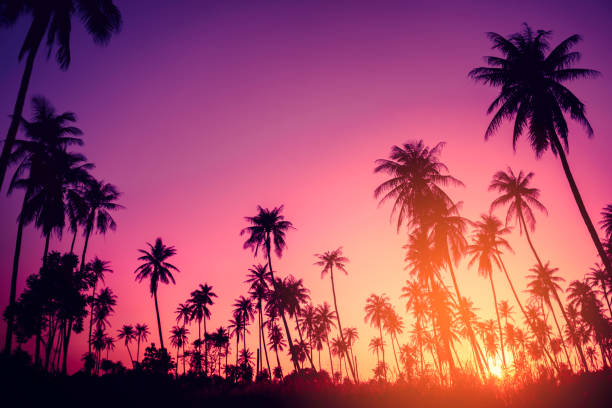 istock Copy space of silhouette tropical palm tree with sun light on sunset sky and cloud abstract background. Summer vacation and nature travel adventure concept. Vintage tone filter effect color style. 1157481258