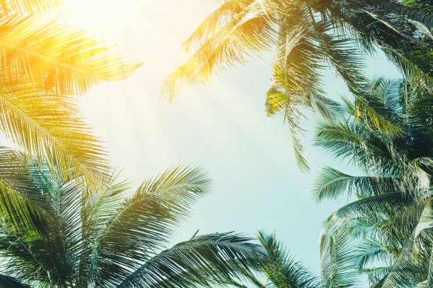 istock Copy space of silhouette tropical palm tree with sun light on sunset sky and cloud abstract background. Summer vacation and nature travel adventure concept. Vintage tone filter effect color style. 1157481260