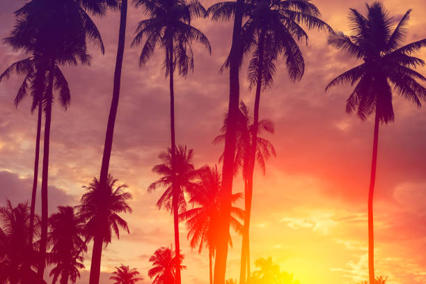 istock Copy space of silhouette tropical palm tree with sun light on sunset sky and cloud abstract background. Summer vacation and nature travel adventure concept. Vintage tone filter effect color style. 1157481262