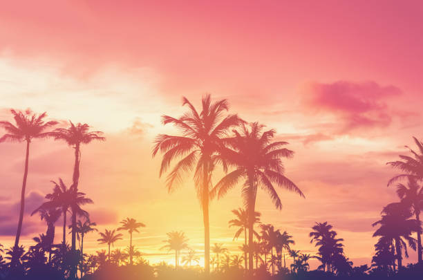 istock Copy space of silhouette tropical palm tree with sun light on sunset sky and cloud abstract background. Summer vacation and nature travel adventure concept. Vintage tone filter effect color style. 1157481284