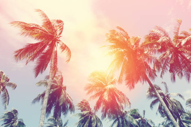 istock Copy space of silhouette tropical palm tree with sun light on sunset sky and cloud abstract background. Summer vacation and nature travel adventure concept. Vintage tone filter effect color style. 1157481285