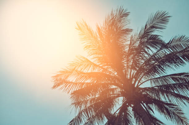 istock Copy space of silhouette tropical palm tree with sun light on sunset sky and cloud abstract background. Summer vacation and nature travel adventure concept. Vintage tone filter effect color style. 1157481308