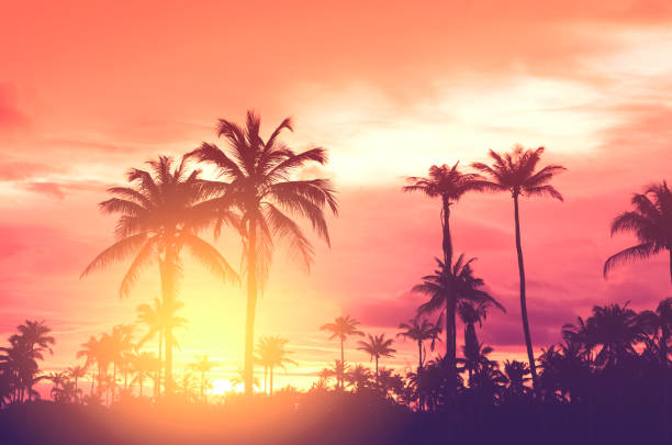 istock Copy space of silhouette tropical palm tree with sun light on sunset sky and cloud abstract background. Summer vacation and nature travel adventure concept. Vintage tone filter effect color style. 1157481325
