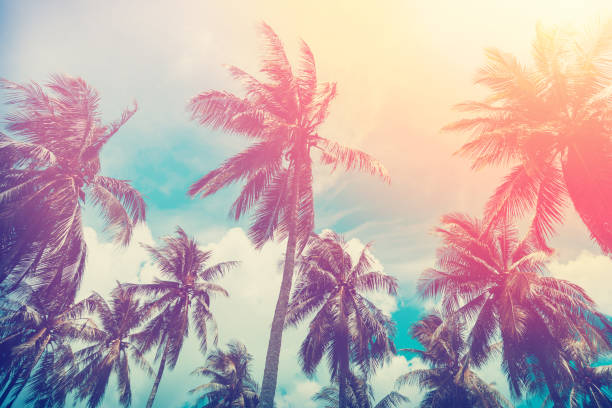 istock Copy space of silhouette tropical palm tree with sun light on sunset sky and cloud abstract background. Summer vacation and nature travel adventure concept. Vintage tone filter effect color style. 1157481329