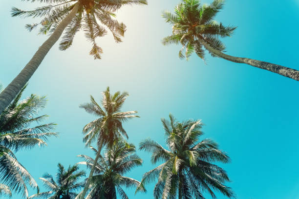 istock Copy space of silhouette tropical palm tree with sun light on sunset sky and cloud abstract background. Summer vacation and nature travel adventure concept. Vintage tone filter effect color style. 1157481330